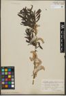 Foto von Salix purpurea L. x Salix viminalis L.